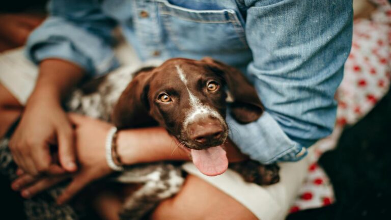 Guias para o ajuste de animais de estimação a novos ambientes pósmudança