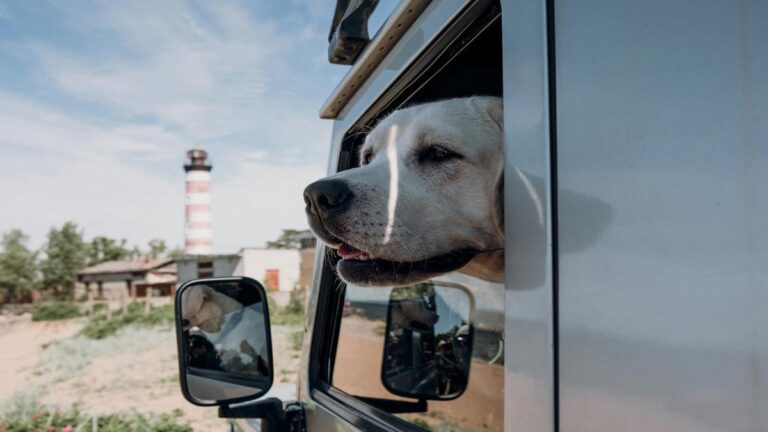 Transporte seguro de animais domésticos em longas distâncias